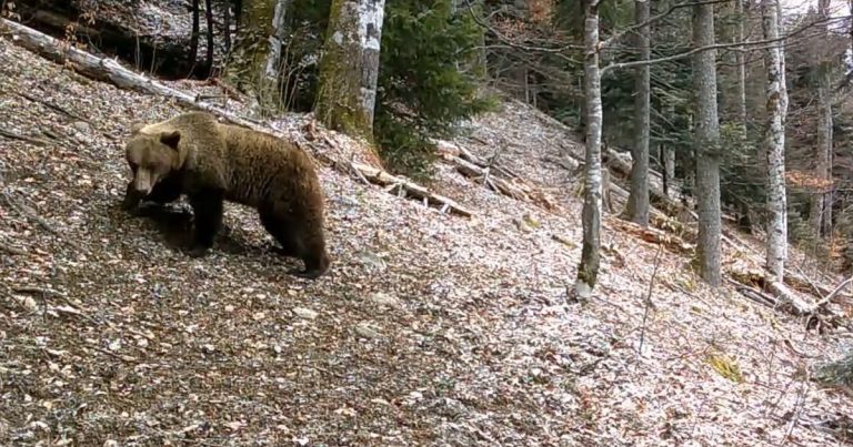 Urșii din Munții Retezat au ieșit din hibernare. Imagini inedite surprinse în parcul național VIDEO