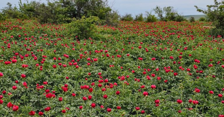 Locul fascinant de la malul Dunării care atrage ca un magnet turiștii: „Atâția bujori înfloriți nu am văzut până acum” VIDEO