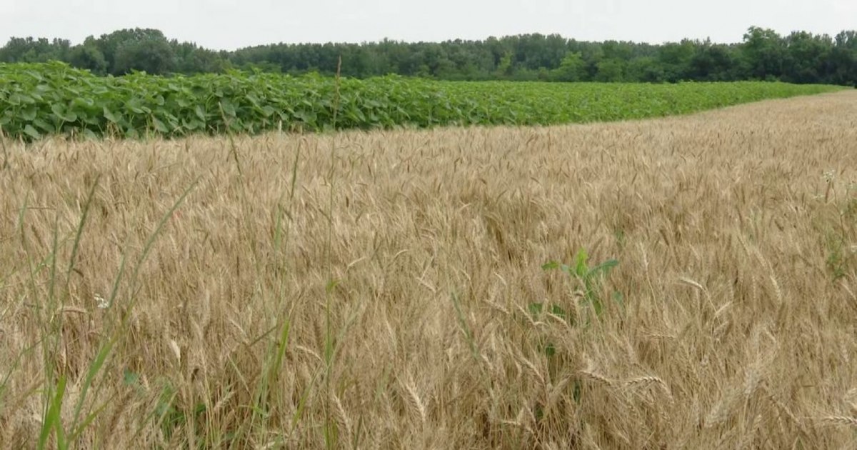 Kremlinul îşi extinde controlul asupra cerealelor ruseşti tocmai când preţul grâului explodează